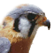 kestrel